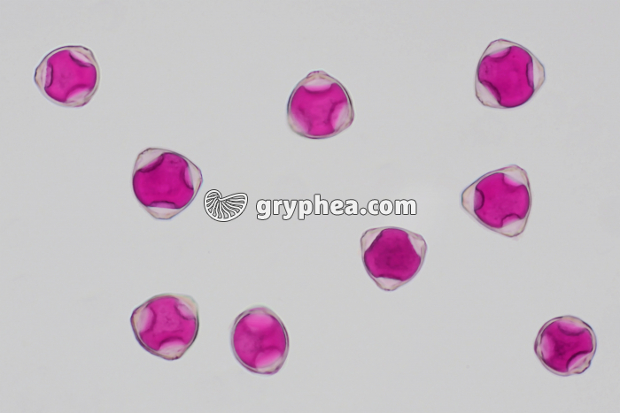 Pollen de Noisetier x170 - gryphea.com